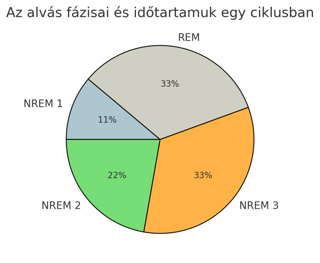 Az alvás fázisai és időtartamuk egy ciklusban – NREM és REM alvás